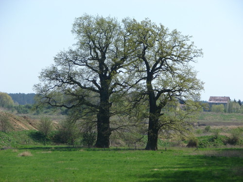 Naturdenkmal Eichen in Reetz
